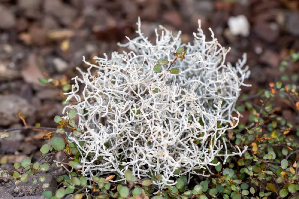 Cushion Bush - Pyramid