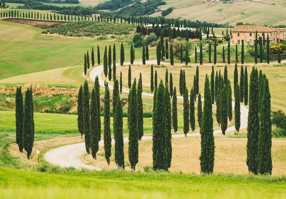 Italian Cypress