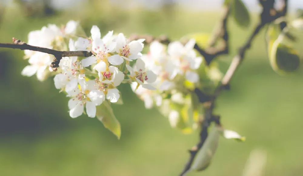 D'Anjou Pear Tree