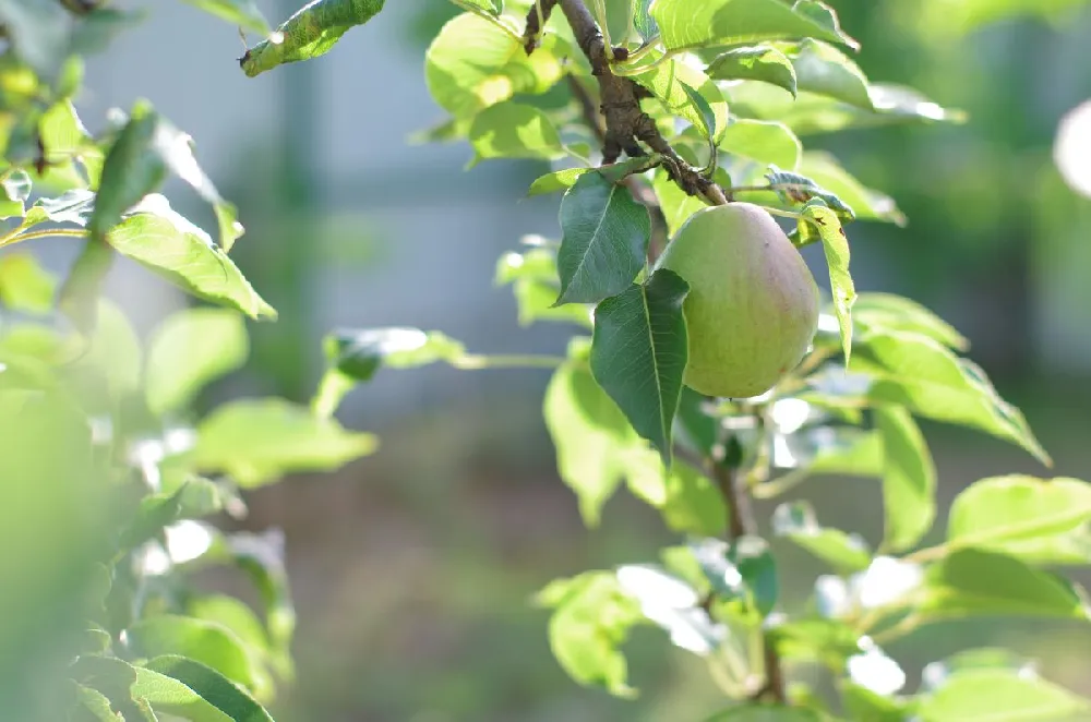 D'Anjou Pear Tree