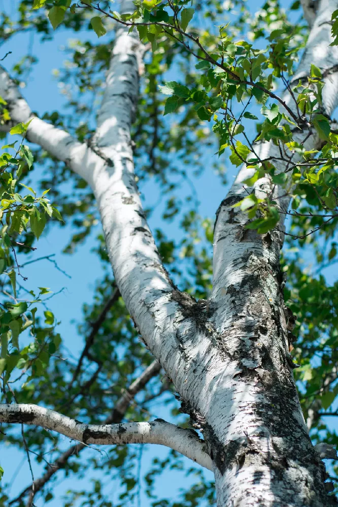 How Old Do Birch Trees Get - Average Lifespan Of A Birch Tree