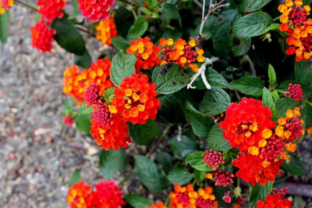 Dallas Red Lantana