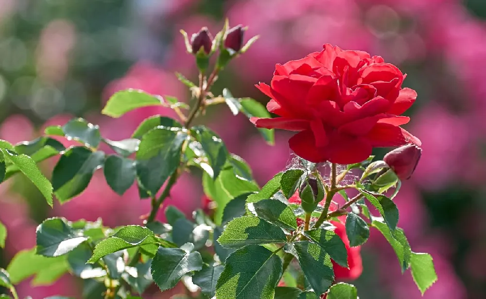 Dancing in the Dark™ Rose Tree