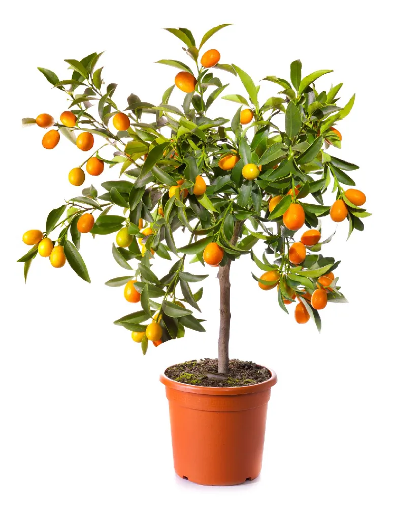 Dancy Tangerine Tree