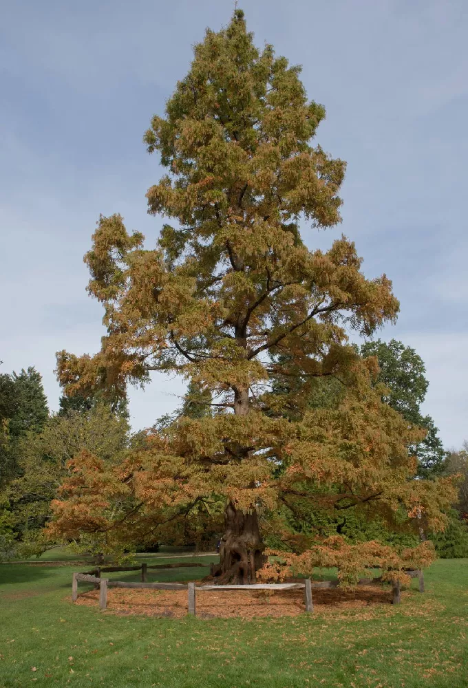 Dawn Redwood Tree