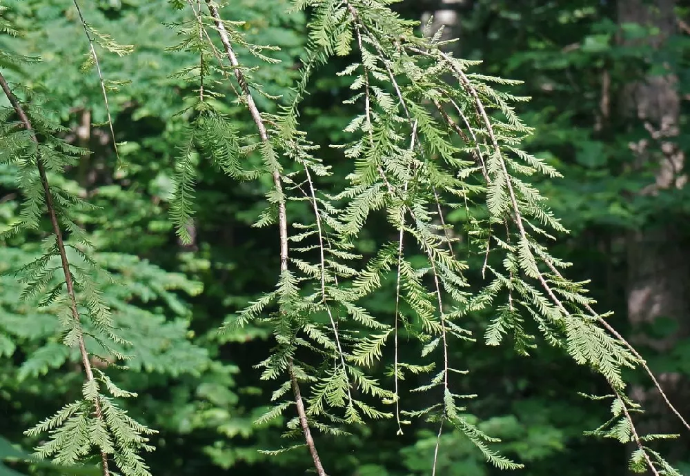 Dawn Redwood Tree