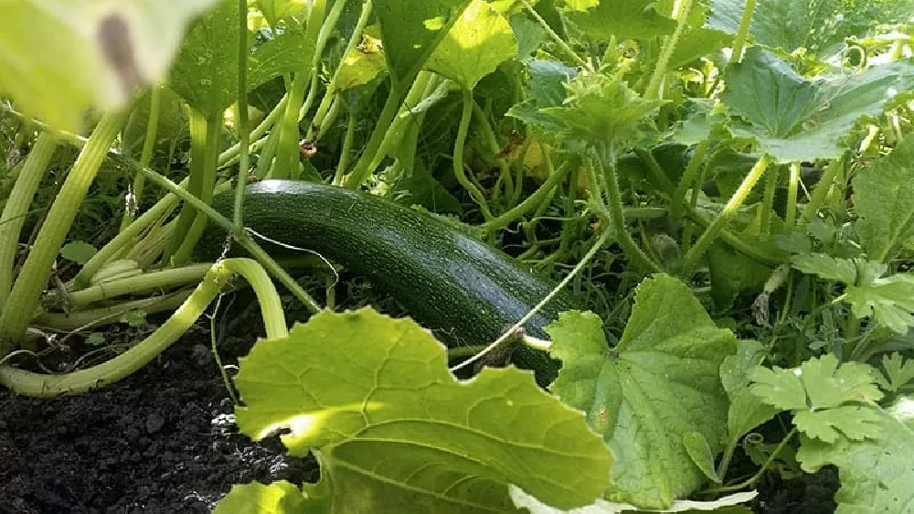 Defender Zucchini