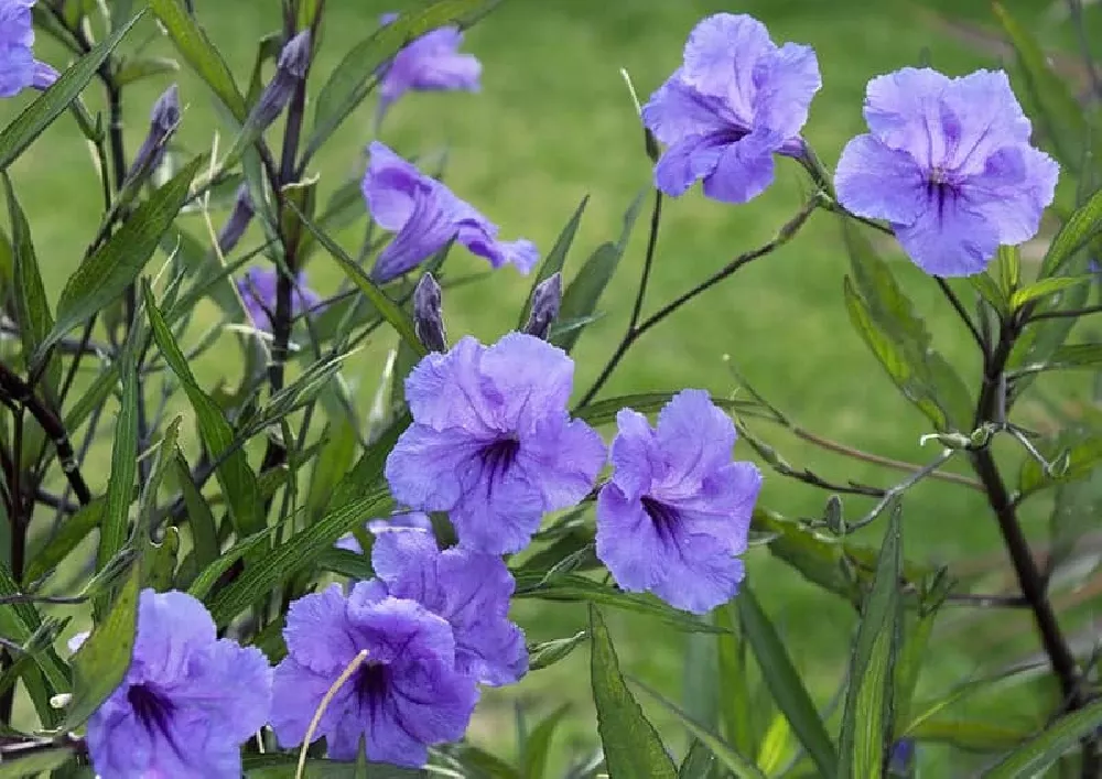 Blue Mexican Petunia