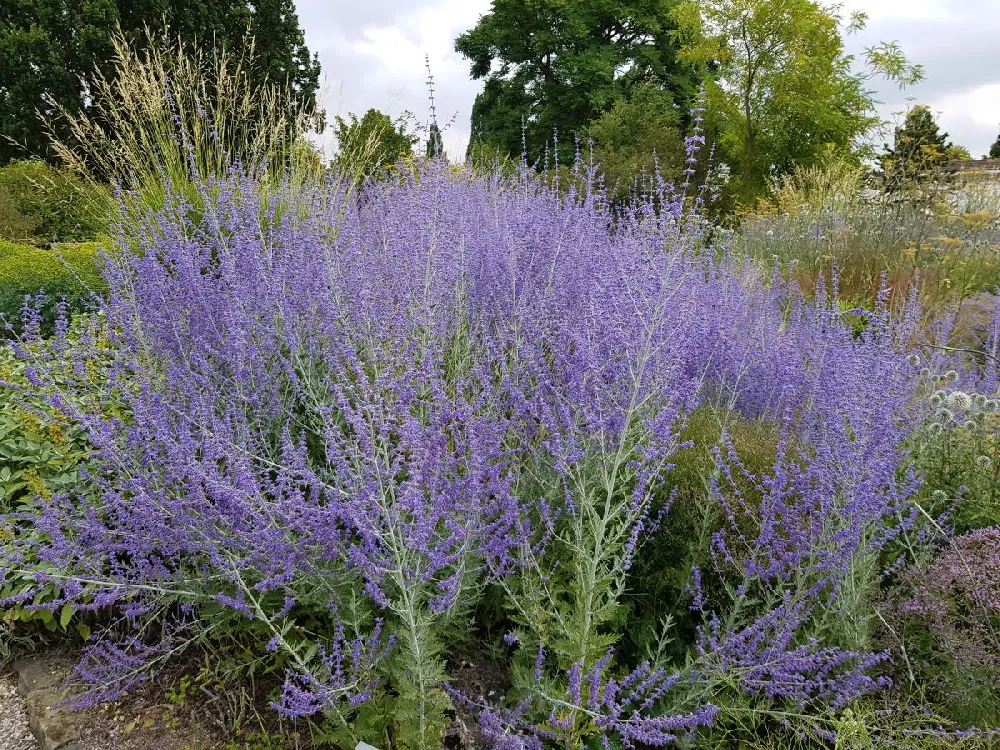 Denim 'n Lace Russian Sage