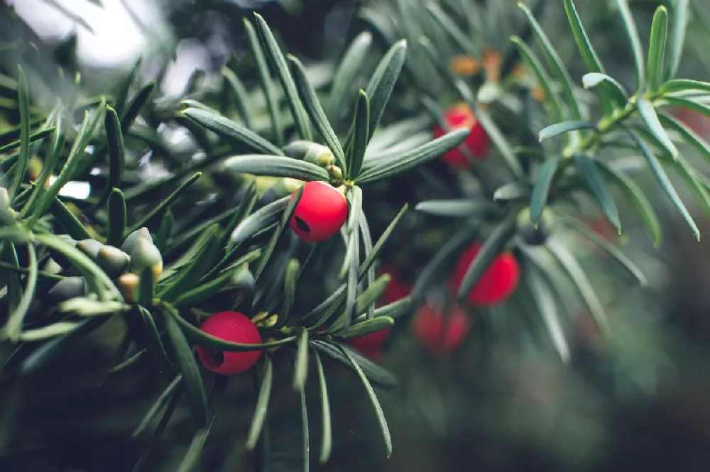 Dense Spreading Yew