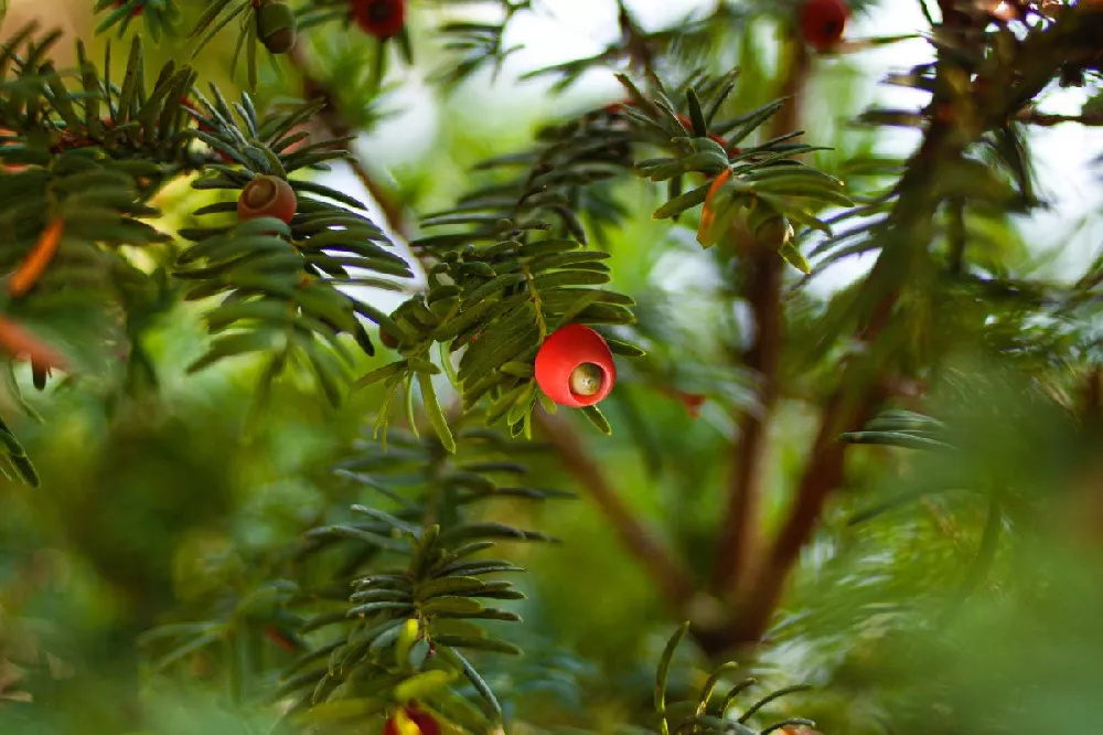 Dense Spreading Yew