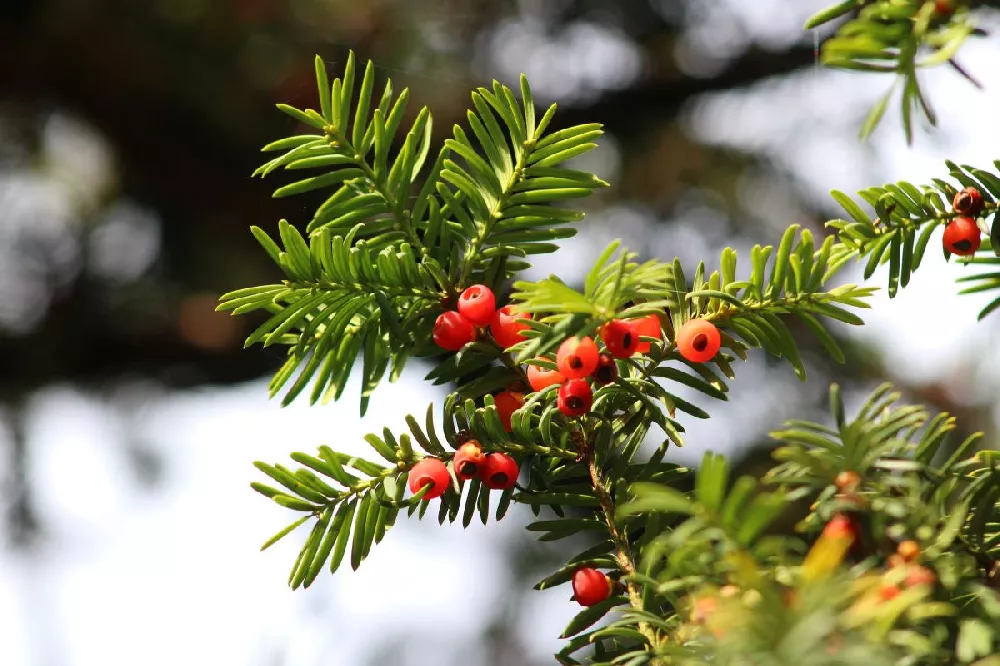 Dense Spreading Yew