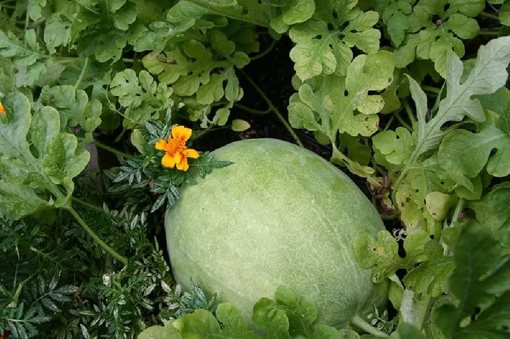 watermelon growing process