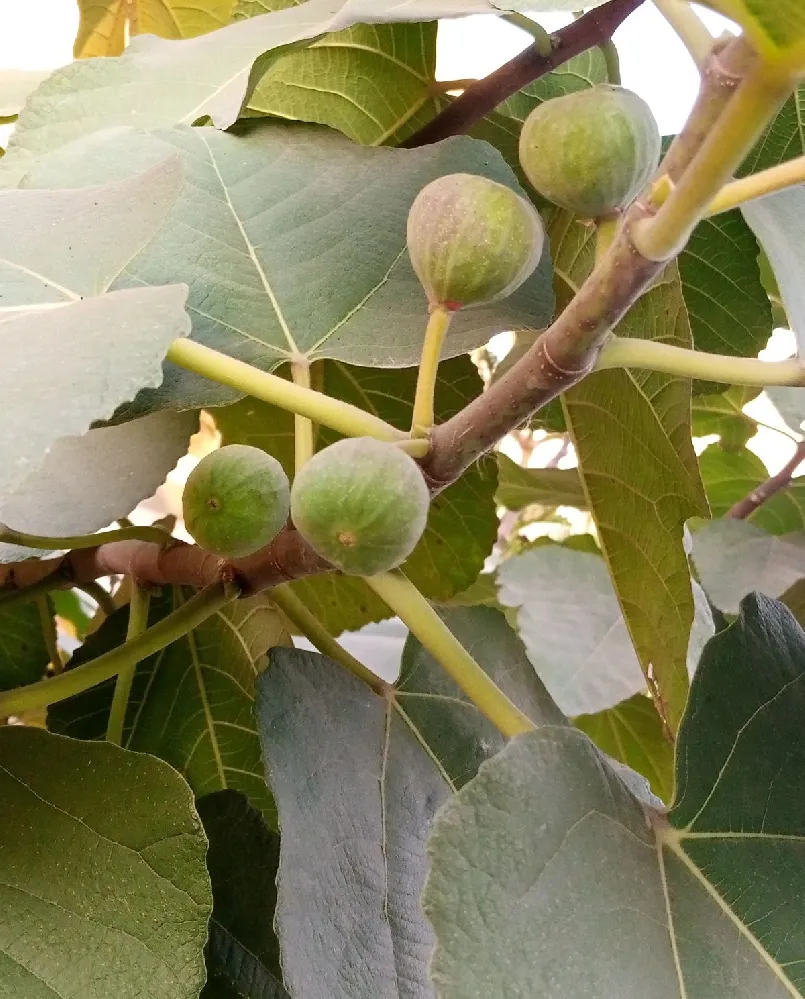 Desert King Fig Tree
