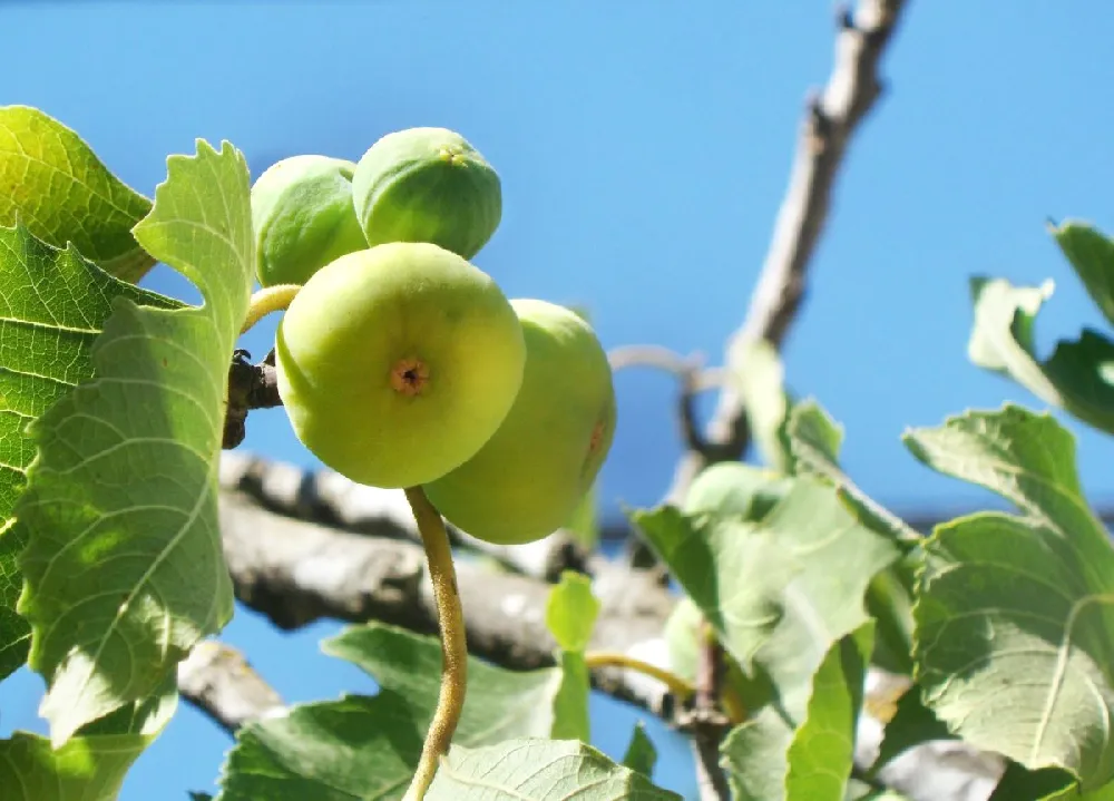 Desert King Fig Tree