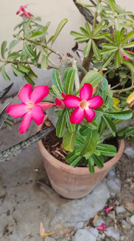 Desert Rose 'Adenium'