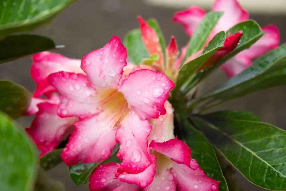 Desert Rose 'Adenium'