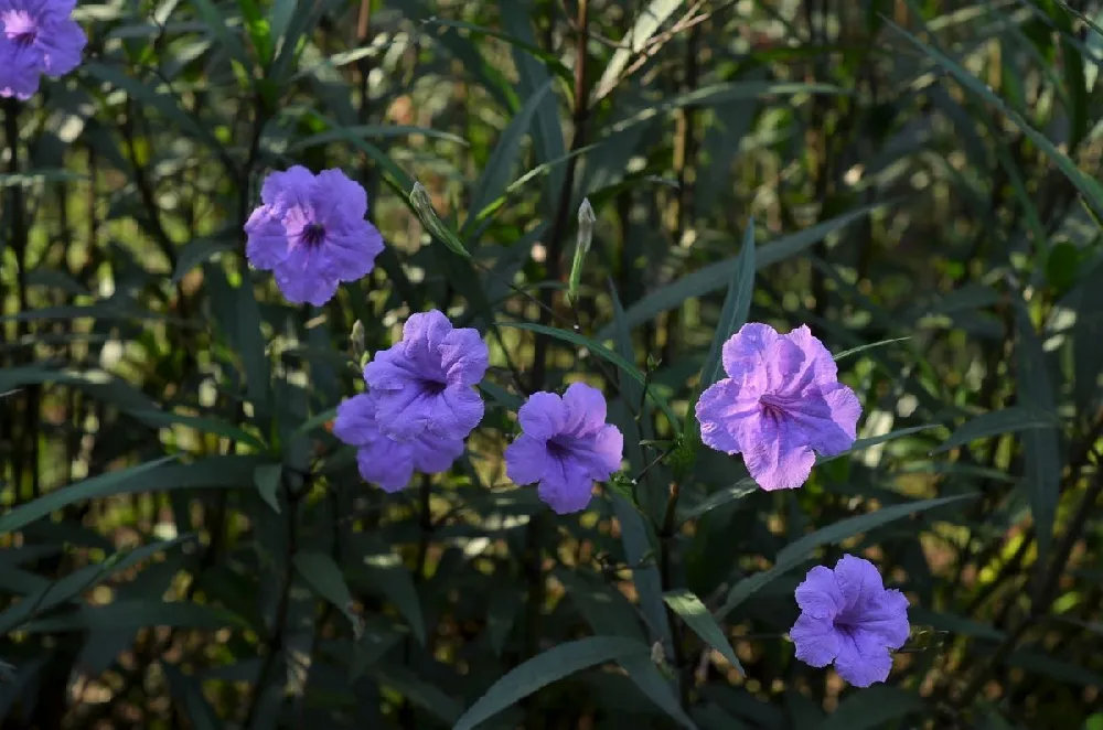 Desert Ruellia