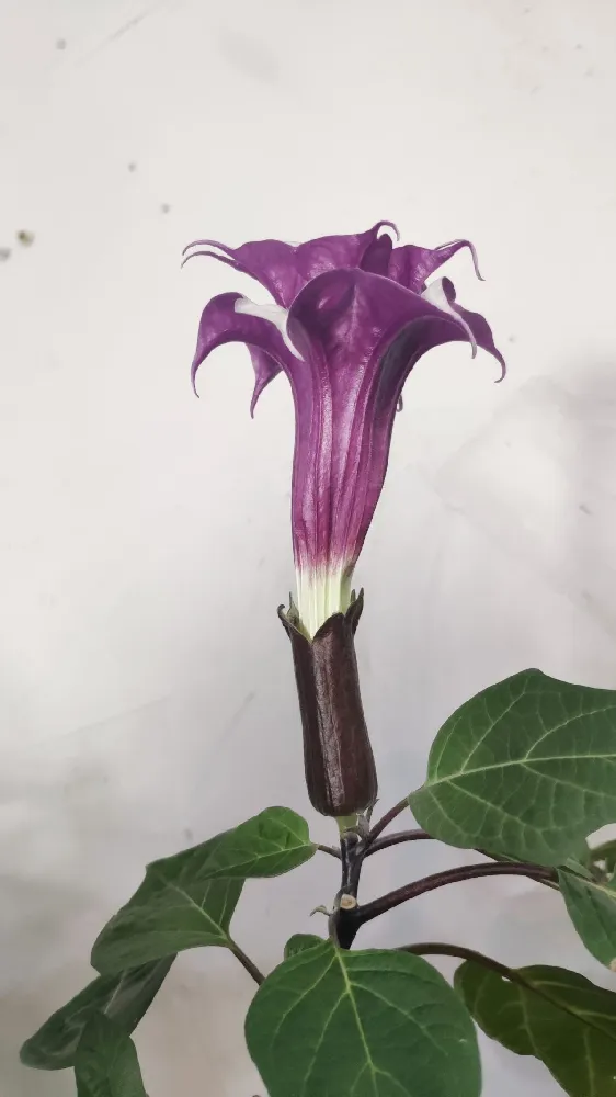 Devil's Trumpet Plant