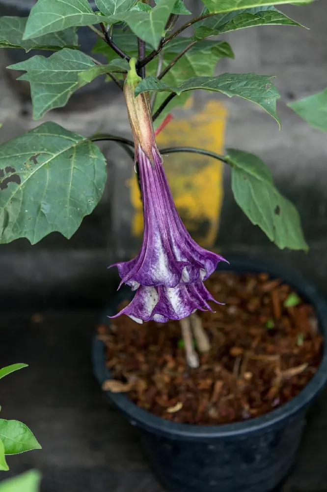 Devil's Trumpet Plant