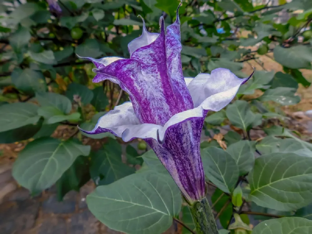 Devil's Trumpet Plant