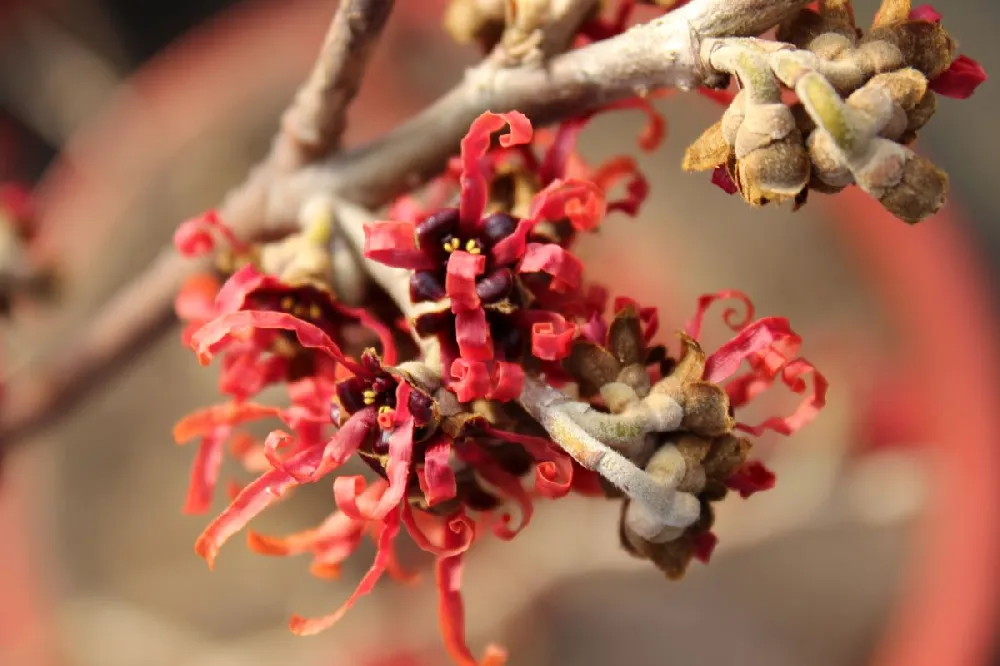 Diane Witch Hazel Shrub