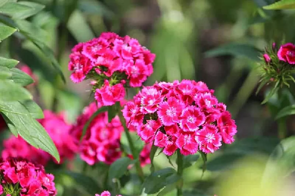 Pink Dianthus Flowers