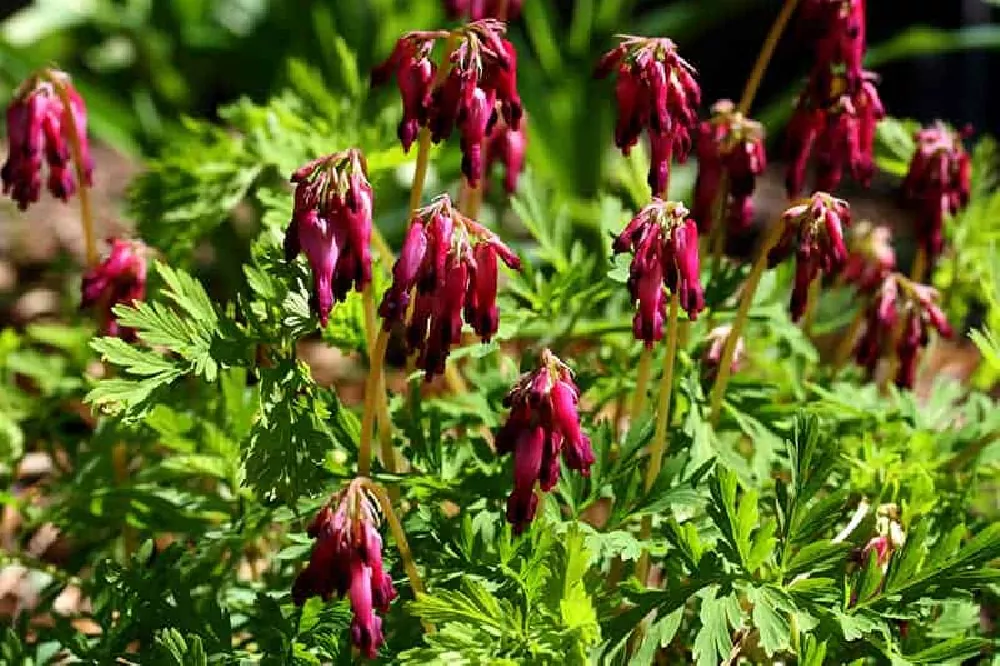 Bleeding Heart Plant varieties