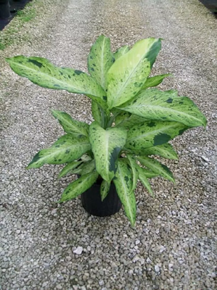 Dieffenbachia (Dumb Cane Plant)