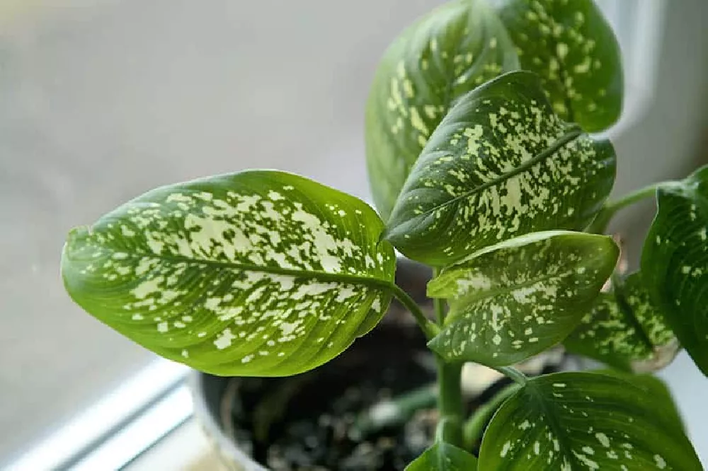 Dieffenbachia (Dumb Cane Plant) near window
