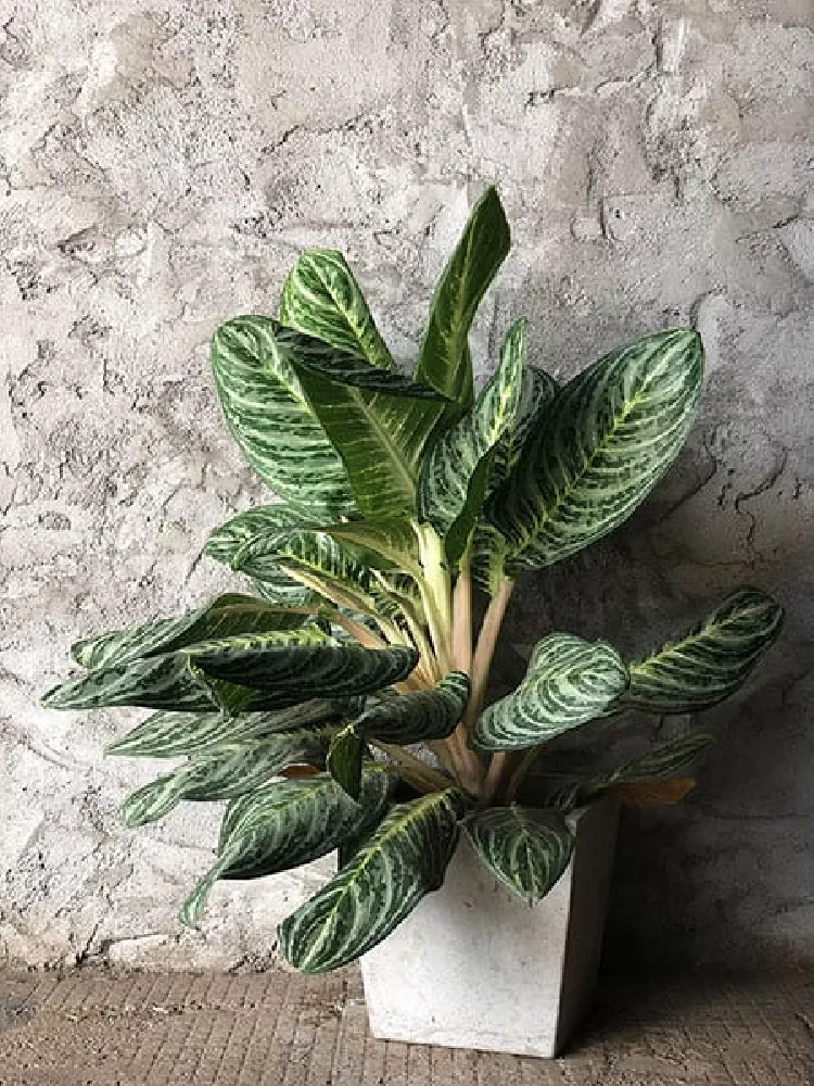 Potted Dieffenbachia (Dumb Cane Plant)