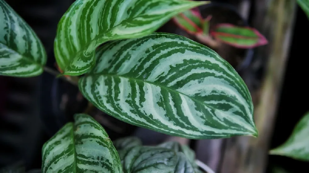 Dieffenbachia Tropic Snow Plant