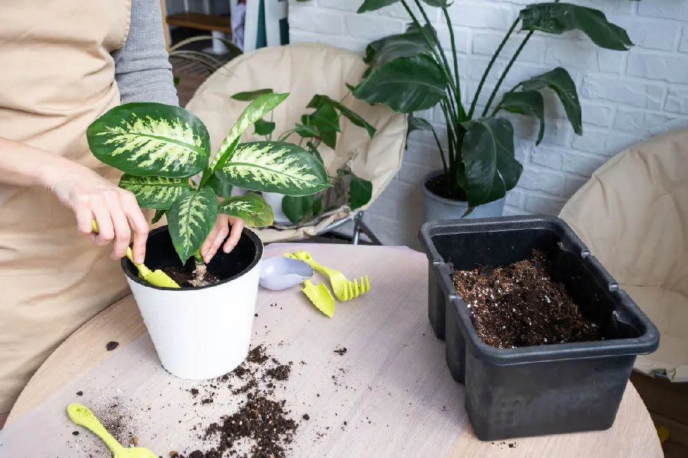 Dieffenbachia Tropic Snow Plant