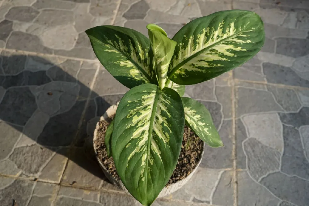 Dieffenbachia and Song of India Combo