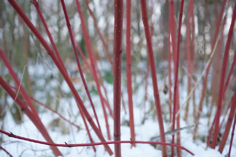 Ivory Halo Dogwood Shrub