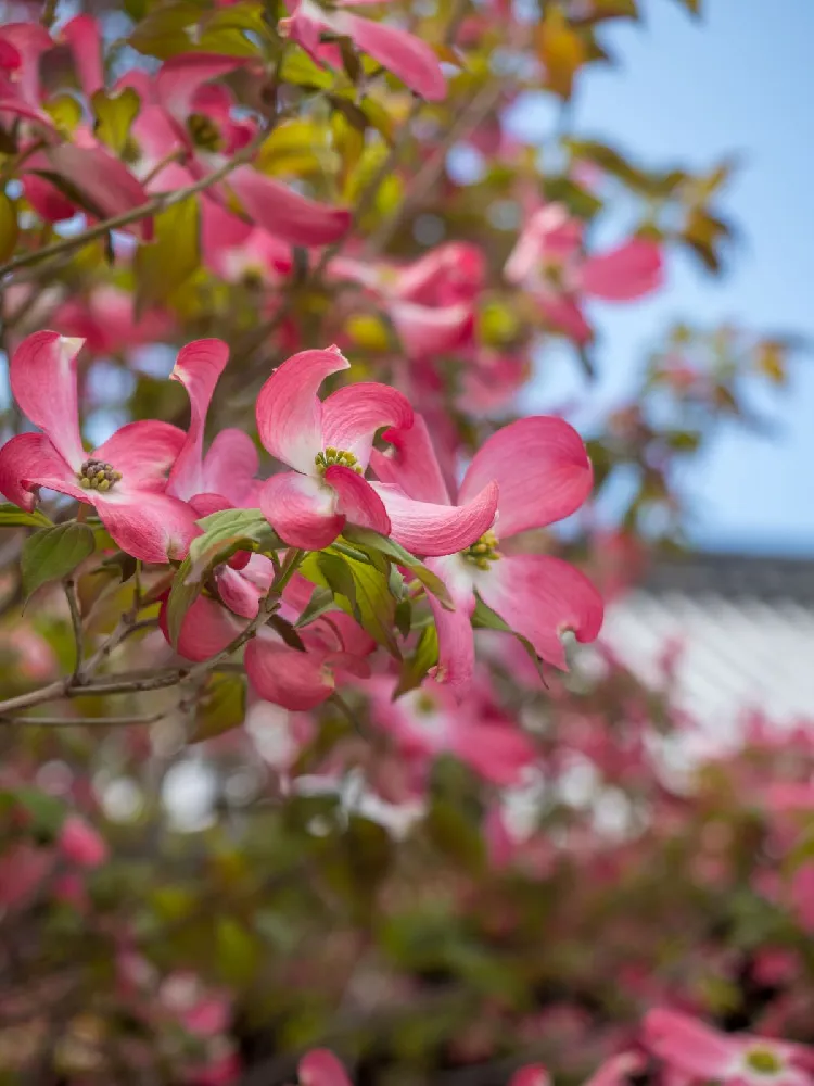 Scarlet Fire® Dogwood Tree