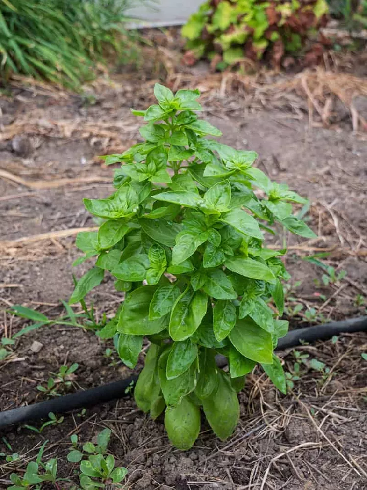 Dolce Fresca Basil