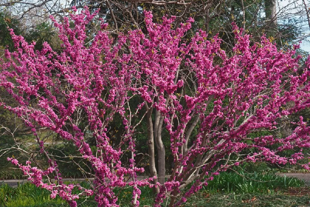 Don EGolf Redbud Tree