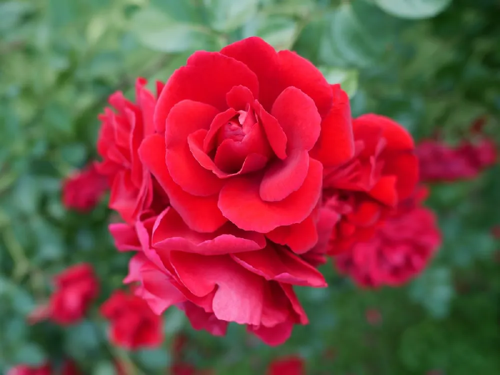 Don Juan Climbing Rose