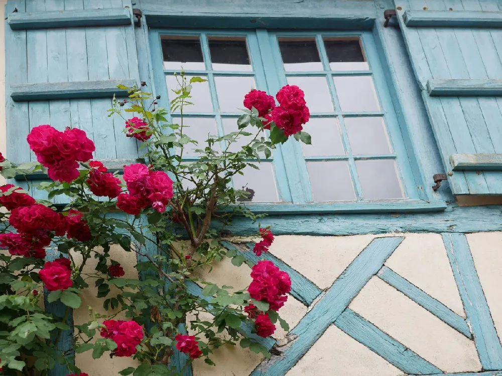 Don Juan Climbing Rose