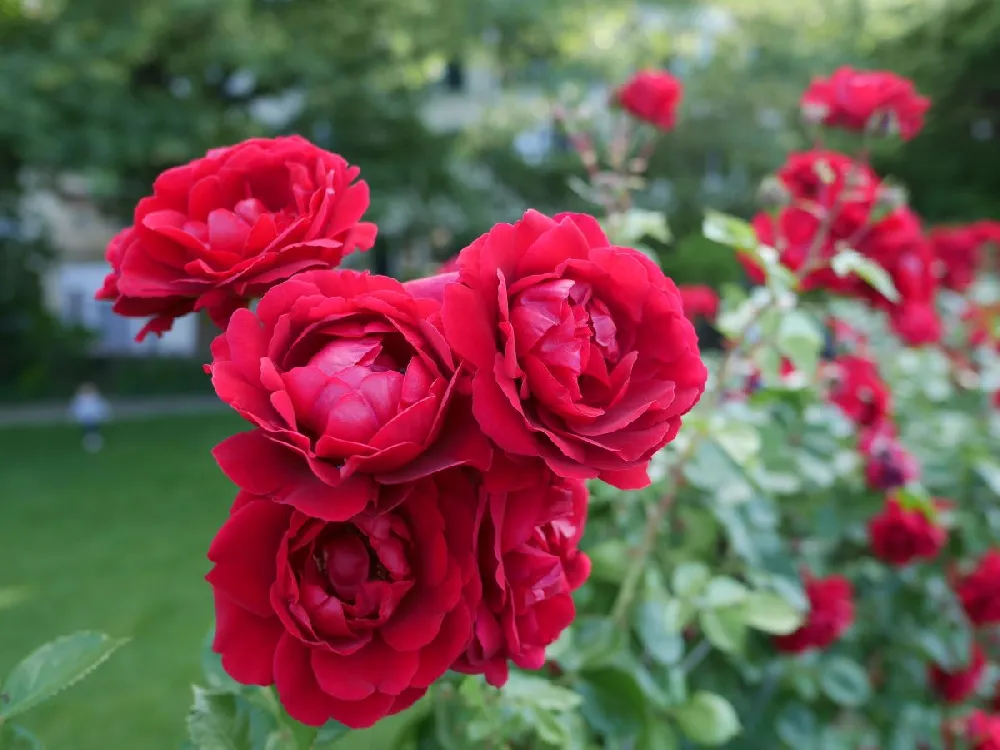 Don Juan Climbing Rose