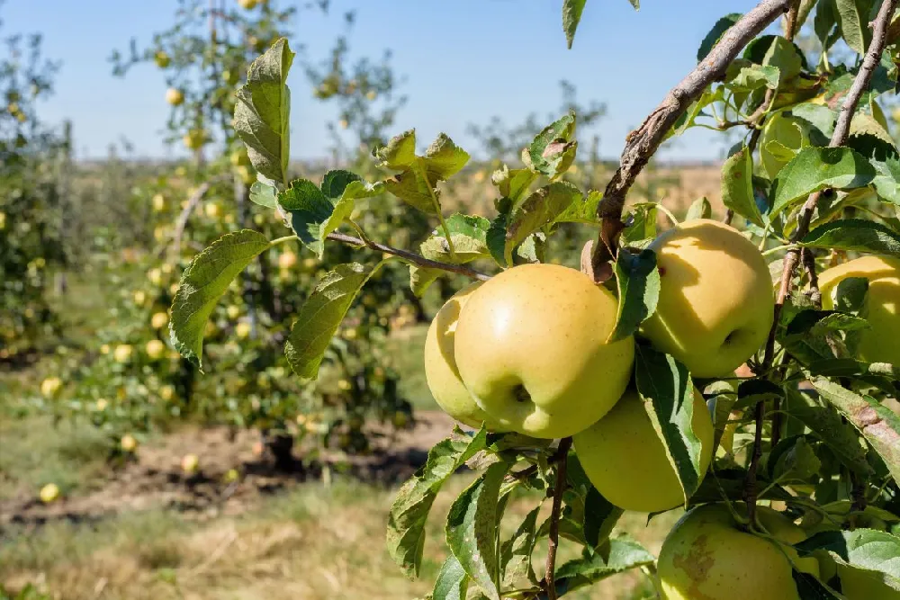 Dorsett Golden Apple Tree