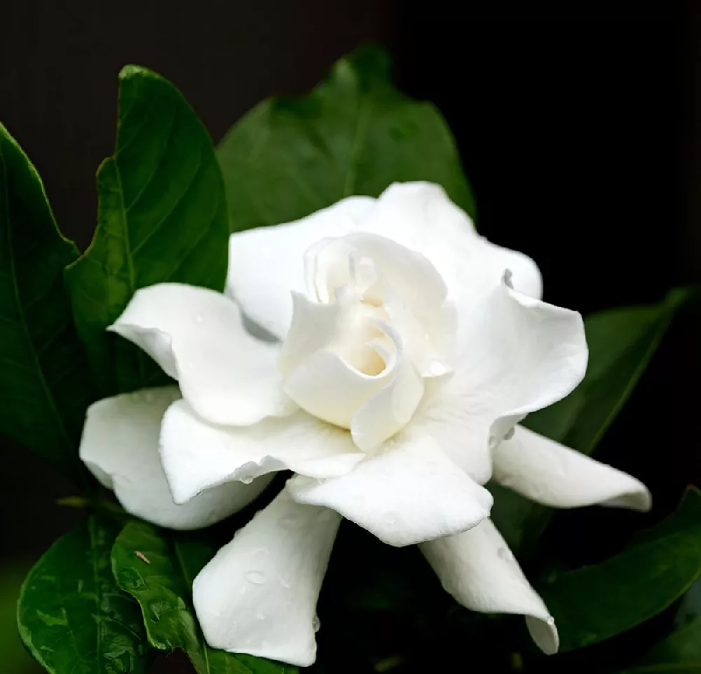 Double-Blooming-Gardenia 2