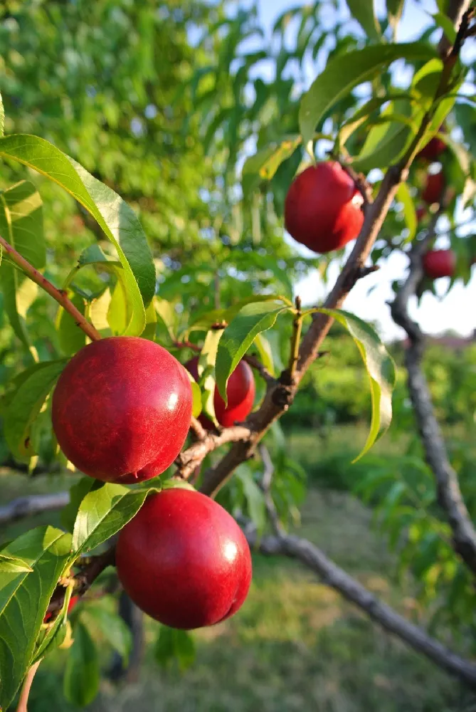 Double Delight Nectarine Tree