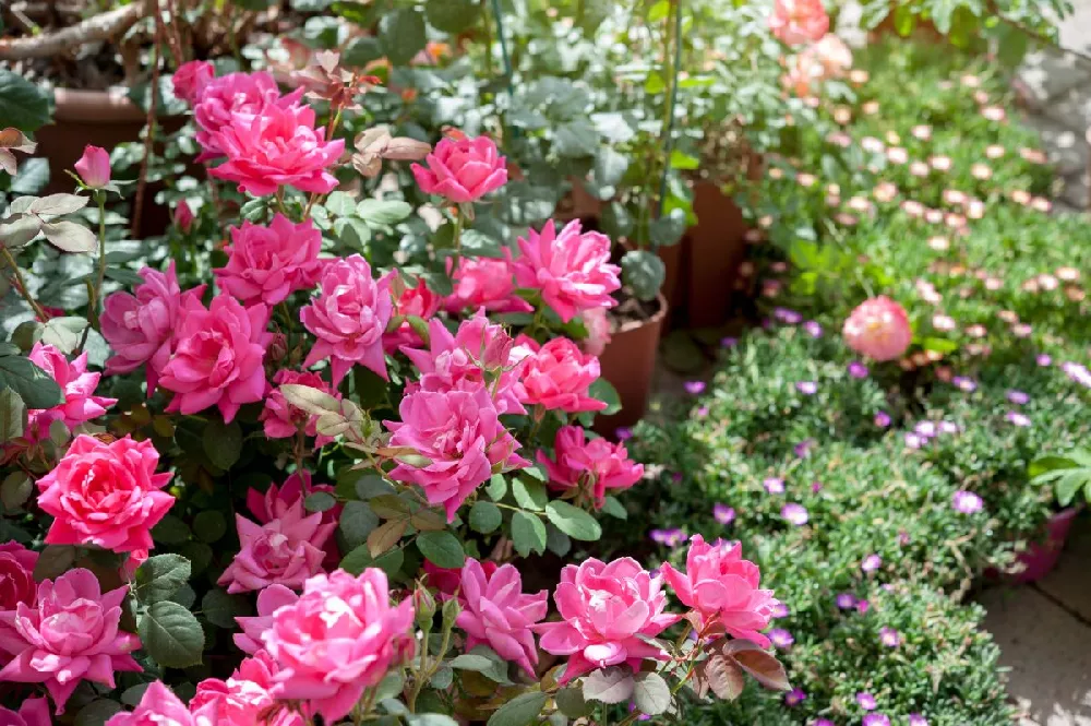 Double Pink Knock Out® Rose