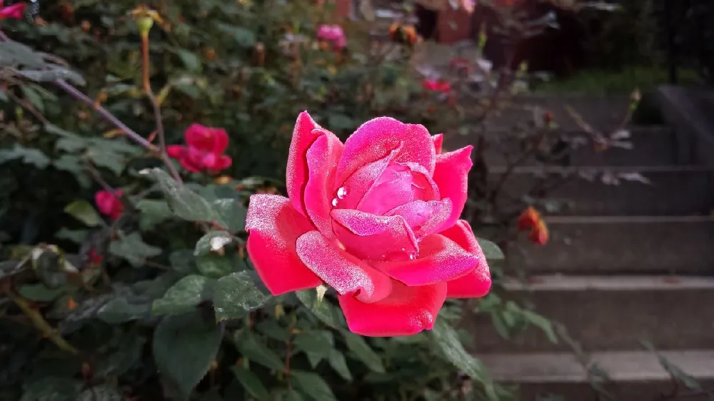 Double Pink Knock Out® Rose 
