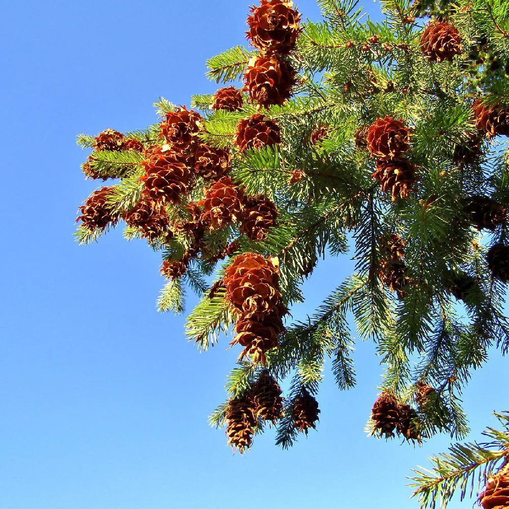    Douglas-Fir-Tree-1