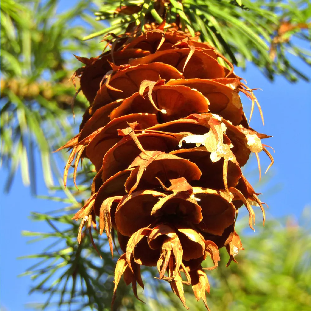     Douglas-Fir-Tree-3