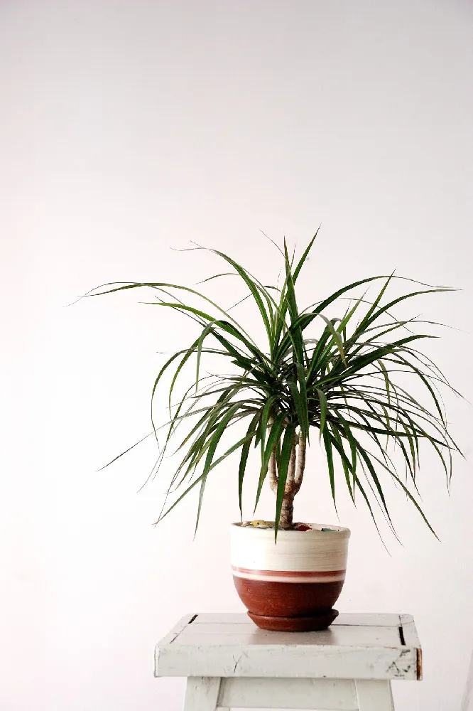 Dracaena Bi-Color Braided Plant