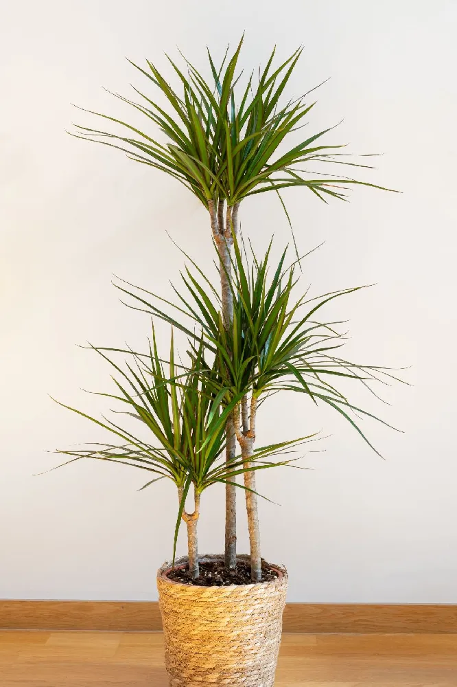 Dracaena Bi-Color Braided Plant